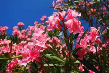 Zakkum, Nerium zakkum Apocynaceae, zehirli bir çalıdır. Pembe renkli çiçekleri nedeniyle genellikle bahçelerde kullanılır. Karadağ 'ın Herceg Novi kıyısında. Adriyatik Denizi Akdeniz