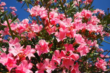 Zakkum, Nerium zakkum Apocynaceae, zehirli bir çalıdır. Pembe renkli çiçekleri nedeniyle genellikle bahçelerde kullanılır. Karadağ 'ın Herceg Novi kıyısında. Adriyatik Denizi Akdeniz