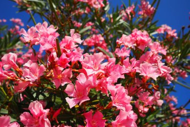 Zakkum, Nerium zakkum Apocynaceae, zehirli bir çalıdır. Pembe renkli çiçekleri nedeniyle genellikle bahçelerde kullanılır. Karadağ 'ın Herceg Novi kıyısında. Adriyatik Denizi Akdeniz