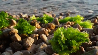 Ulva, Ulvaceae familyasından bir deniz yosunu cinsi. Birçok tür yenilebilir deniz salatasıdır. Bir dalga yosunları çakıl taşlarına fırlatıyor. Karadağ, Adriyatik denizi, Akdeniz. Kotor Körfezi