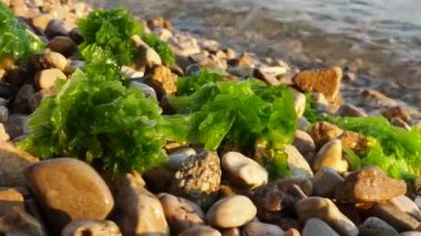 Ulva, Ulvaceae familyasından bir deniz yosunu cinsi. Birçok tür yenilebilir deniz salatasıdır. Bir dalga yosunları çakıl taşlarına fırlatıyor. Karadağ, Adriyatik denizi, Akdeniz. Kotor Körfezi
