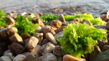 Ulva, Ulvaceae familyasından bir deniz yosunu cinsi. Birçok tür yenilebilir deniz salatasıdır. Bir dalga yosunları çakıl taşlarına fırlatıyor. Karadağ, Adriyatik denizi, Akdeniz. Kotor Körfezi