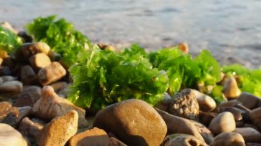 Ulva, Ulvaceae familyasından bir deniz yosunu cinsi. Birçok tür yenilebilir deniz salatasıdır. Bir dalga yosunları çakıl taşlarına fırlatıyor. Karadağ, Adriyatik denizi, Akdeniz. Kotor Körfezi