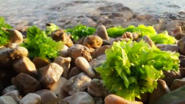 Ulva, Ulvaceae familyasından bir deniz yosunu cinsi. Birçok tür yenilebilir deniz salatasıdır. Bir dalga yosunları çakıl taşlarına fırlatıyor. Karadağ, Adriyatik denizi, Akdeniz. Kotor Körfezi