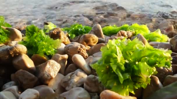 Ulva Genus Marine Green Algae Ulvaceae Family Many Species Edible — Stock Video