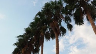 Rüzgarda savrulan palmiye ağaçları mavi gökyüzüne karşı ve yaz akşamları bulutlar. Gün batımı. Herceg Novi, Karadağ. Tropik tatil köyü manzarası. Plaj tatili Yumuşak, hafif bir esinti sallanıyor palmiye yaprakları