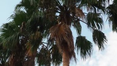 Rüzgarda savrulan palmiye ağaçları mavi gökyüzüne karşı ve yaz akşamları bulutlar. Gün batımı. Herceg Novi, Karadağ. Tropik tatil köyü manzarası. Plaj tatili Yumuşak, hafif bir esinti sallanıyor palmiye yaprakları
