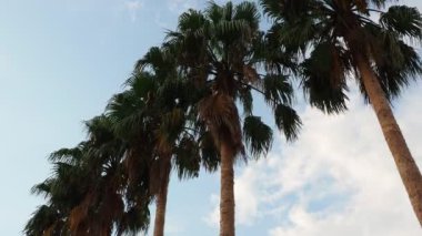 Rüzgarda savrulan palmiye ağaçları mavi gökyüzüne karşı ve yaz akşamları bulutlar. Gün batımı. Herceg Novi, Karadağ. Tropik tatil köyü manzarası. Plaj tatili Yumuşak, hafif bir esinti sallanıyor palmiye yaprakları