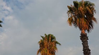 Rüzgarda savrulan palmiye ağaçları mavi gökyüzüne karşı ve yaz akşamları bulutlar. Gün batımı. Herceg Novi, Karadağ. Tropik tatil köyü manzarası. Plaj tatili Yumuşak, hafif bir esinti sallanıyor palmiye yaprakları