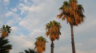 Rüzgarda savrulan palmiye ağaçları mavi gökyüzüne karşı ve yaz akşamları bulutlar. Gün batımı. Herceg Novi, Karadağ. Tropik tatil köyü manzarası. Plaj tatili Yumuşak, hafif bir esinti sallanıyor palmiye yaprakları