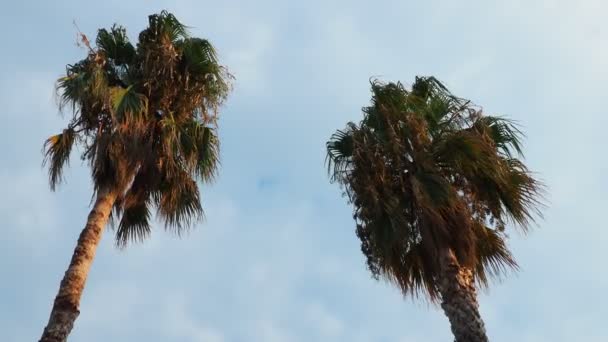 夏の夕方には青い空と雲に対して風にヤシの木 モンテネグロのヘルセグ ノヴィ 熱帯リゾートの風景 ビーチ休暇 やわらかい微風がヤシの葉を揺らし — ストック動画