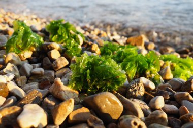 Ulva, Ulvaceae familyasından bir deniz yosunu cinsi. Birçok tür yenilebilir deniz salatasıdır. Bir dalga yosunları çakıl taşlarına fırlatıyor. Karadağ, Adriyatik denizi, Akdeniz. Kotor Körfezi
