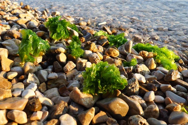 Ulva, a genus of marine green algae of the Ulvaceae family. Many species are edible sea lettuce. Algae are thrown onto the pebbles by a wave. Montenegro, Adriatic sea, Mediterranean. Bay of Kotor