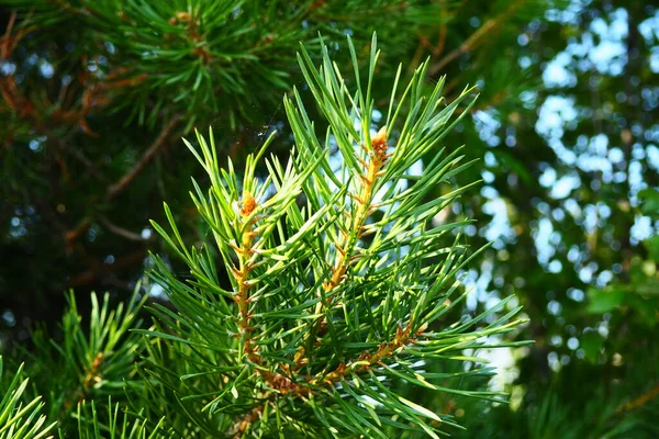 Pine Branches Golden Hour Evening Pinus Pine Genus Conifers Shrubs — 스톡 사진