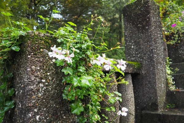 Floraison Lierre Blanc Géranium Pelargonium Dans Conception Verticale Aménagement Paysager — Photo