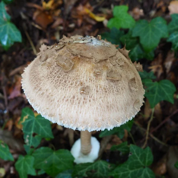 Parasol Mushroom Macrolepiota Procera Uma Espécie Cogumelo Família Champignon Corpos — Fotografia de Stock