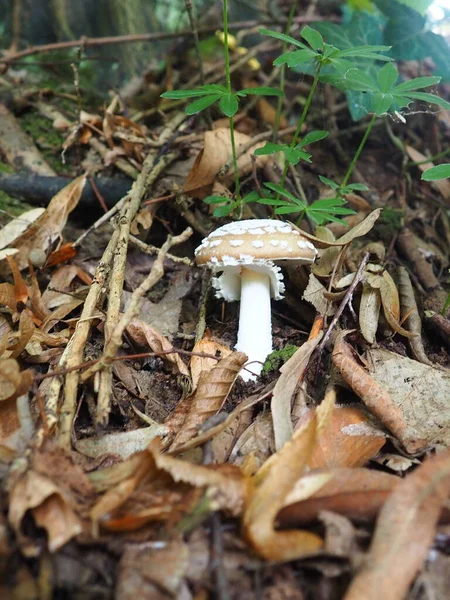 Parasol Mushroom Macrolepiota Procera 是香菇科的一种菌种 果体呈帽状 萨普洛托 生长在沙质的土地上 生长在轻盈的森林中 生长在森林的边缘和森林中 — 图库照片