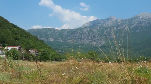 Zelenika Snezhnitsa Dağı Herceg Novi Karadağ Ağustos 2022 Kurumuş Otlu — Stok video
