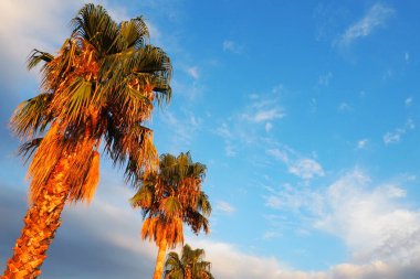 Rüzgarda savrulan palmiye ağaçları mavi gökyüzüne karşı ve yaz akşamları bulutlar. Gün batımı. Herceg Novi, Karadağ. Tropik tatil köyü manzarası. Plaj tatili Yumuşak, hafif bir esinti sallanıyor palmiye yaprakları