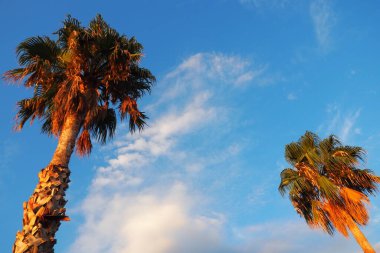 Rüzgarda savrulan palmiye ağaçları mavi gökyüzüne karşı ve yaz akşamları bulutlar. Gün batımı. Herceg Novi, Karadağ. Tropik tatil köyü manzarası. Plaj tatili Yumuşak, hafif bir esinti sallanıyor palmiye yaprakları