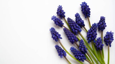 Blue spring flowers on a white background. Muscari armeniacum on a white background. Bright postcard, congratulations. Copy space still life flat lay. Armenian grape hyacinth