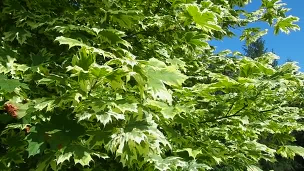橡胶树是一种木本植物 橡胶树科的橡胶树属 以前属于枫科 Drummondi 白色边缘的叶子 卡累利阿慢动作 — 图库视频影像