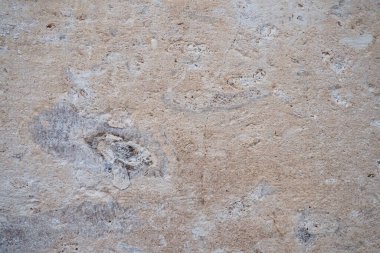 Kabuk kayası tortulu bir kayadır. Kireç taşının bir çeşidi. Bir bütün ve ezilmiş deniz hayvanlarından oluşuyor. Tek mineralli gözenekli kaya. Kalsit ve doğal kirlilikten oluşur..