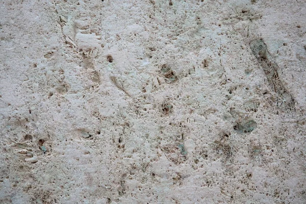 Muschelgestein Ist Ein Sedimentgestein Eine Der Kalksteinsorten Besteht Aus Ganzen — Stockfoto