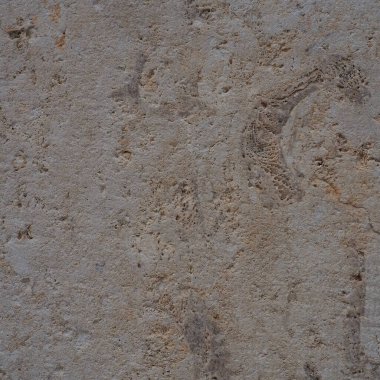 Kabuk kayası tortulu bir kayadır. Kireç taşının bir çeşidi. Bir bütün ve ezilmiş deniz hayvanlarından oluşuyor. Tek mineralli gözenekli kaya. Kalsit ve doğal kirlilikten oluşur.