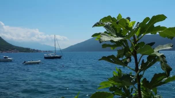 Herceg Novi Montenegro 2022 Fig Tree Ficus Carica 桑树属亚热带植物 亚得里亚海的船只 — 图库视频影像