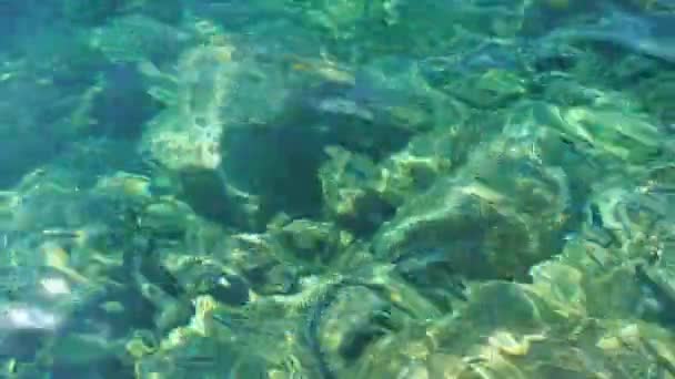 청록색 바닷물 잔물결 바닷물의 파도가 해조류가 — 비디오