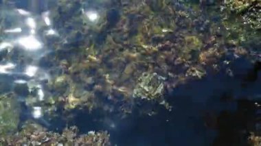 Deniz dalgaları kumsalda çakıl taşları. Taşları yıkayan deniz dalgalarının güzel görüntüleri. Karadağ 'daki Rocky Plage, Herceg Novi. Temiz suyun hareketi. Yaz okyanus tatili. Sığ suda gel-git