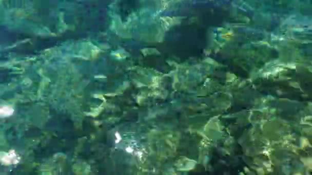 청록색 바닷물 물결의 해조류가 바닥은 수있습니다 — 비디오