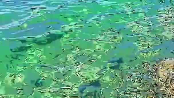 Surrealistische Abstracte Verschuivende Achtergrond Doet Denken Aan Kabbelend Water Groen — Stockvideo