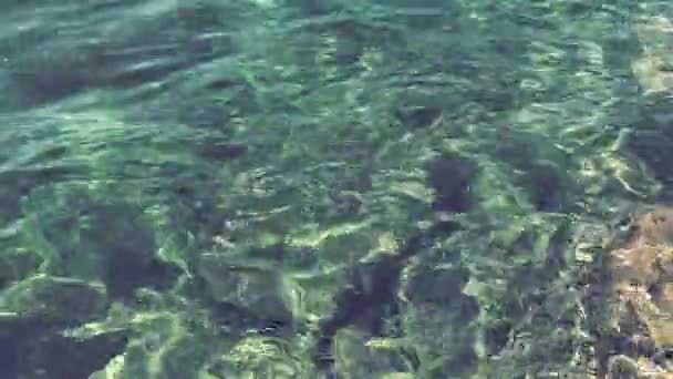 청록색 바닷물 스타일이야 잔물결 바닷물의 파도가 해조류가 바닥은 수정처럼 수있다 — 비디오