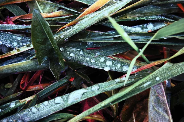 緑の草の上に水をしたり溶かしたりします 朝の冬の霜の後に解凍します 草原に草を寝そべっている オフシーズンは 風のない穏やかな天候 水滴付きの緑の葉 — ストック写真
