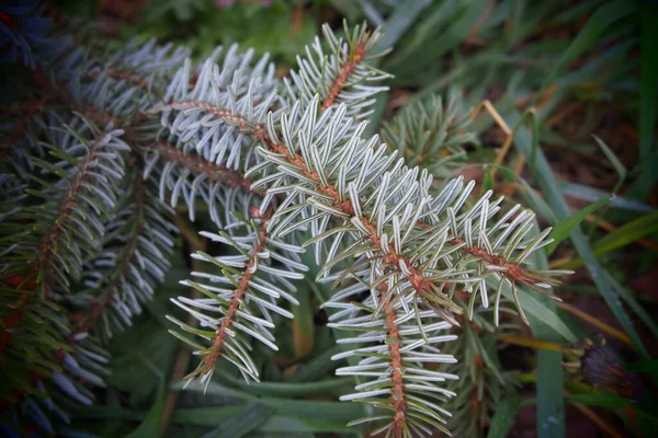 Picea Spruce Genus Coniferous Evergreen Trees Pine Family Pinaceae Coniferous — Stock Photo, Image