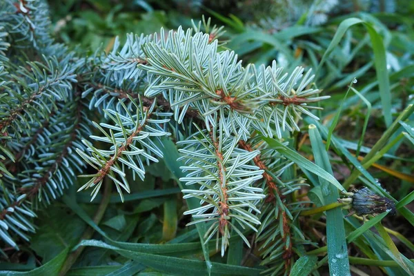 Picea Abete Rosso Genere Conifere Sempreverdi Della Famiglia Pinaceae Foresta — Foto Stock