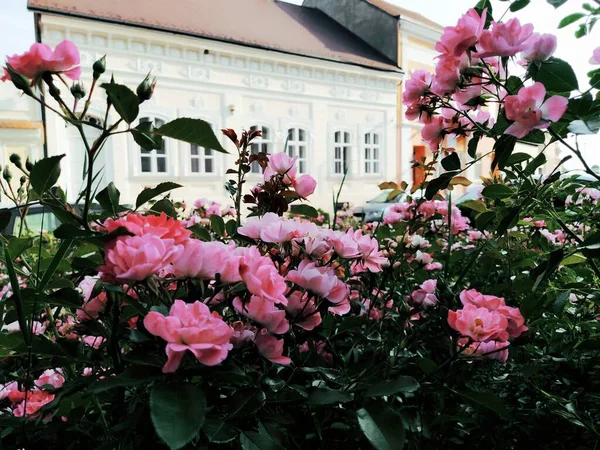 庭は明るい芽でピンクのバラをスプレーします 街の通り 芝生の装飾とデザイン — ストック写真