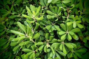 Pittosporum, Pittosporaceae familyasında yer alan bir bitki cinsidir. Çoğunlukla pittosporum ya da peynir ağacı olarak bilinirler. Yeşil güzel yapraklar. Karadağ doğası, bitkiler