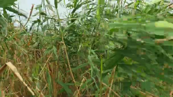 수있는 프라그 진드기 아우스트랄 다년생 풀이다 강어귀의 식물상 친환경적 스러운 — 비디오