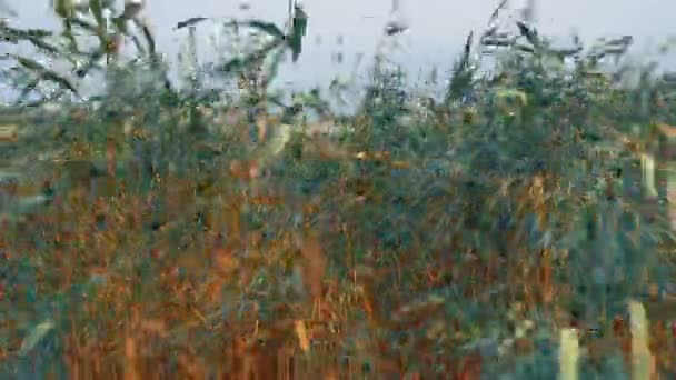 Roseau Commun Roseau Méridional Phragmites Australis Une Grande Herbe Vivace — Video