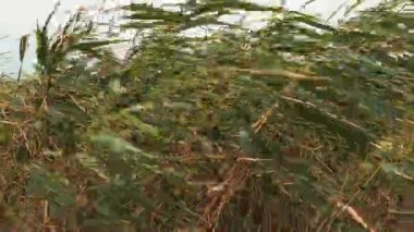 Genel kamış, ya da güney sazlığı, Phragmites australis, Reed cinsinin uzun ömürlü bir otudur. Halkların Flora 'sı. Nemlendirici bitki. Yakın yer altı suları olan topraklar. Fırtınalı hava