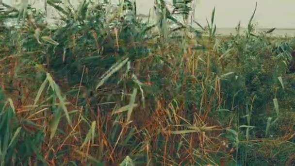 Genel Kamış Güney Sazlığı Phragmites Australis Reed Cinsinin Uzun Ömürlü — Stok video
