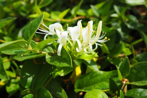 スイカズラ スイカズラ アジア原産のスイカズラの一種です 漢方薬に使用される観賞用植物 白黄色の花 — ストック写真
