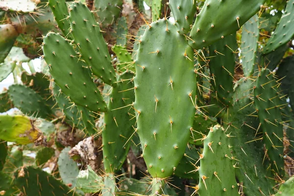 Opuntia Cactus Pera Espinosa Género Plantas Con Flores Perteneciente Familia —  Fotos de Stock