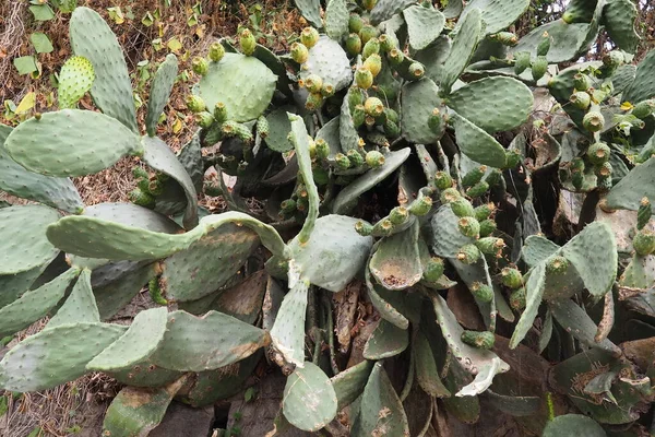 Opuntia Der Kaktusfeigenkaktus Ist Eine Pflanzengattung Aus Der Familie Der — Stockfoto