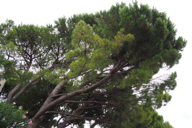 Halep çamı, ya da Kudüs Çam Çam Halepensi - kozalaklı ağaç, Pinaceae familyasından bir çam türü. Karadağ 'ın Herceg Novi kentindeki çam parkı. Adriyatik Denizi kıyıları, Akdeniz