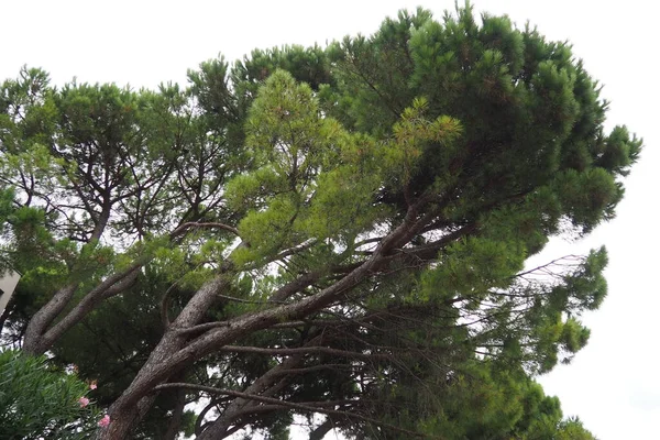 Pinheiro Alepo Pinheiro Jerusalém Pinus Halepensis Árvore Conífera Espécie Género — Fotografia de Stock