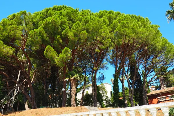 알레포 소나무 예루살렘 소나무 Jerusalem Pine Pinus Halepensis 피누스 Pinus — 스톡 사진